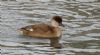 Red-crested Pochard at Southchurch Park East (Steve Arlow) (79262 bytes)