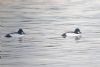 Goldeneye at Paglesham Lagoon (Paul Baker) (59814 bytes)