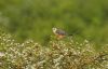 Red-footed Falcon at Bowers Marsh (RSPB) (Steve Arlow) (81263 bytes) Red-footed Falcon at Bowers Marsh (RSPB) (Steve Arlow) (81263 bytes)