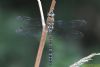 Migrant Hawker at Vange Marsh (RSPB) (Richard Howard) (44339 bytes)