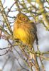 Yellowhammer at Bowers Marsh (RSPB) (Graham Oakes) (79650 bytes)