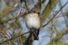 Spotted Flycatcher at Gunners Park (Richard Howard) (63755 bytes)