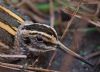 Jack Snipe at Vange Marsh (RSPB) (Tim Bourne) (62038 bytes)