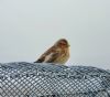 Twite at Wallasea Island (RSPB) (Paul Baker) (69083 bytes)