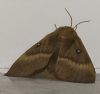 Butterflies and Moths at South Fambridge (Paul Baker) (56583 bytes)