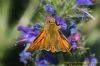 Large Skipper at Gunners Park (Richard Howard) (61940 bytes)