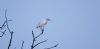 Cattle Egret at Two Tree Island (Steve Arlow) (67796 bytes) Cattle Egret at Two Tree Island (Steve Arlow) (67796 bytes)