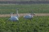 Whooper Swan at Wallasea Island (RSPB) (Jeff Delve) (60180 bytes)