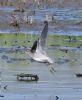 Wood Sandpiper at Bowers Marsh (RSPB) (Graham Oakes) (41199 bytes)