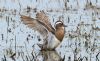 Garganey at Vange Marsh (RSPB) (Steve Arlow) (149229 bytes) Garganey at Vange Marsh (RSPB) (Steve Arlow) (149229 bytes)