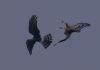 Hen Harrier at Wallasea Island (RSPB) (Jeff Delve) (18853 bytes) Hen Harrier at Wallasea Island (RSPB) (Jeff Delve) (18853 bytes)