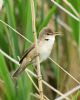 Reed Warbler at Bowers Marsh (RSPB) (Graham Oakes) (69058 bytes)