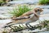 Snow Bunting at Thorpe Bay Seafront (Paul Baker) (88640 bytes)