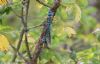 Southern Migrant Hawker at Canvey Way (Jeff Delve) (65600 bytes) Southern Migrant Hawker at Canvey Way (Jeff Delve) (65600 bytes)