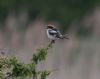 Woodchat Shrike at Stambridge Mills (Jeff Delve) (36708 bytes) Woodchat Shrike at Stambridge Mills (Jeff Delve) (36708 bytes)