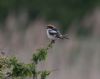 Woodchat Shrike at Stambridge Mills (Jeff Delve) (36708 bytes)