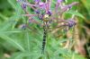 Southern Hawker at Belfairs N.R. (Richard Howard) (122075 bytes)