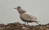 Glaucous Gull at Private site with no public access (Steve Arlow) (99554 bytes) Glaucous Gull at Private site with no public access (Steve Arlow) (99554 bytes)