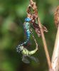 Southern Migrant Hawker at Gunners Park (Andrew Armstrong) (70396 bytes) Southern Migrant Hawker at Gunners Park (Andrew Armstrong) (70396 bytes)