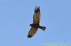 Marsh Harrier at West Canvey Marsh (RSPB) (Richard Howard) (31664 bytes)