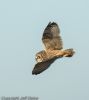 Short-eared Owl at Wallasea Island (RSPB) (Jeff Delve) (27533 bytes) Short-eared Owl at Wallasea Island (RSPB) (Jeff Delve) (27533 bytes)