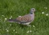 Turtle Dove at Canewdon (Jeff Delve) (80646 bytes)