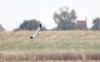 Hen Harrier at Wallasea Island (RSPB) (Paul Griggs) (28744 bytes) Hen Harrier at Wallasea Island (RSPB) (Paul Griggs) (28744 bytes)