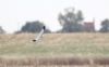 Hen Harrier at Wallasea Island (RSPB) (Paul Griggs) (28744 bytes)