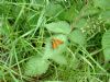 Large Skipper at Belfairs N.R. (Neil Chambers) (96495 bytes)