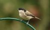 Marsh Tit at Hockley Woods (Steve Arlow) (75895 bytes) Marsh Tit at Hockley Woods (Steve Arlow) (75895 bytes)