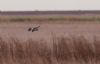 Hen Harrier at Wallasea Island (RSPB) (Jeff Delve) (34751 bytes) Hen Harrier at Wallasea Island (RSPB) (Jeff Delve) (34751 bytes)