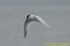 Sandwich Tern at Canvey Point (Richard Howard) (45360 bytes)