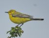 Yellow Wagtail at Bowers Marsh (RSPB) (Graham Oakes) (37765 bytes)