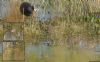 Jack Snipe at Vange Marsh (RSPB) (Max Hellicar) (75268 bytes)