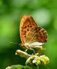 Silver-washed Fritillary at Belfairs N.R. (Graham Oakes) (81731 bytes)