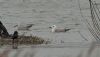 Caspian Gull at Wat Tyler Country Park (Steve Arlow) (63212 bytes) Caspian Gull at Wat Tyler Country Park (Steve Arlow) (63212 bytes)