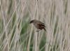 Bearded Tit at Vange Marsh (RSPB) (Sally Brierley) (52968 bytes)