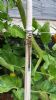 Migrant Hawker at Highlands Boulevard, Leigh (Paul Griggs) (78787 bytes) Migrant Hawker at Highlands Boulevard, Leigh (Paul Griggs) (78787 bytes)