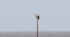 Osprey at Wakering Stairs (Steve Arlow) (14908 bytes) Osprey at Wakering Stairs (Steve Arlow) (14908 bytes)