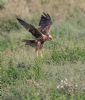 Marsh Harrier at Lower Raypits (Jeff Delve) (110293 bytes)