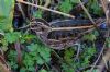 Jack Snipe at Vange Marsh (RSPB) (Tim Bourne) (92601 bytes)