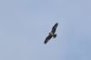 Osprey at Wallasea Island (RSPB) (Andrew Armstrong) (11396 bytes)