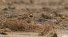 Shore Lark at Wallasea Island (RSPB) (Steve Arlow) (58126 bytes)