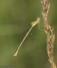 Southern Emerald Damselfly at Canvey Way (Jeff Delve) (38048 bytes) Southern Emerald Damselfly at Canvey Way (Jeff Delve) (38048 bytes)