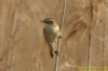 Sedge Warbler at Vange Marsh (RSPB) (Richard Howard) (70795 bytes)