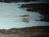 White-rumped Sandpiper at West Canvey Marsh (RSPB) (Marc Outten) (58842 bytes)