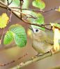 Goldcrest at Bowers Marsh (RSPB) (Graham Oakes) (95661 bytes)