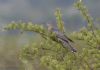 Cuckoo at West Canvey Marsh (RSPB) (Jeff Delve) (70505 bytes)