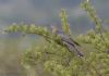 Cuckoo at West Canvey Marsh (RSPB) (Jeff Delve) (70505 bytes)