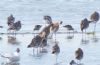 Curlew Sandpiper at Wallasea Island (RSPB) (Jeff Delve) (48282 bytes)